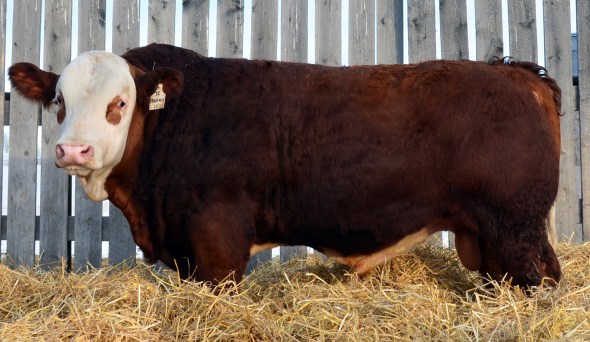 Phoenix - alternate view