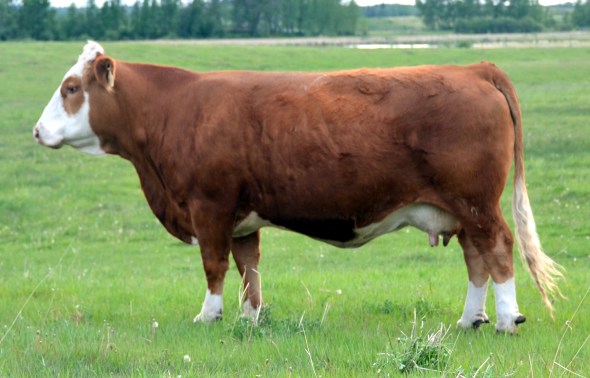 Maternal Grand-Dam: Applecross Tara