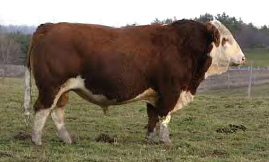 sanmar-polled-pharao