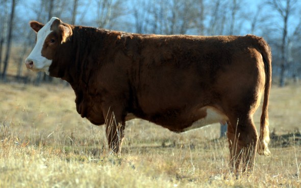 Applecross Chelsea 26E