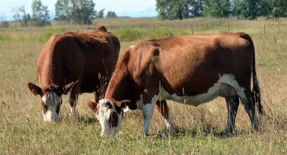 Charlotte & Christina