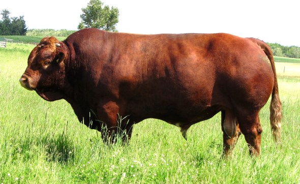 Spruceburn Starfire, July 10, 2011